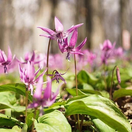 Purple wildflowers with green leaves