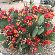 Cactus plant with red and orange flowers blooming