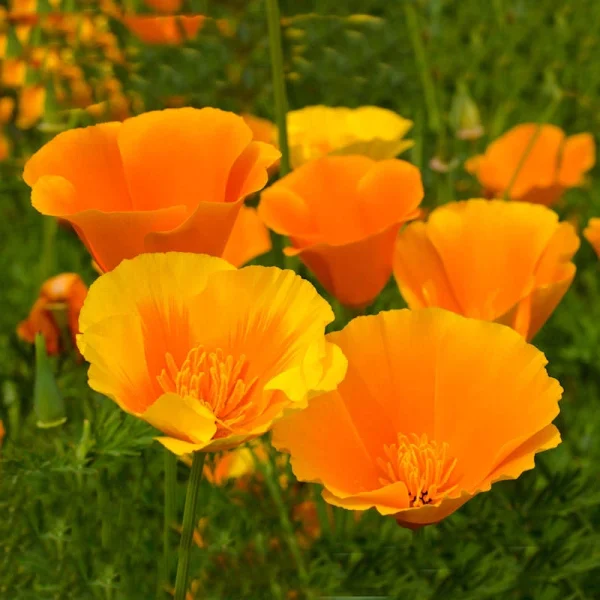 Orange and yellow poppy flowers in green field