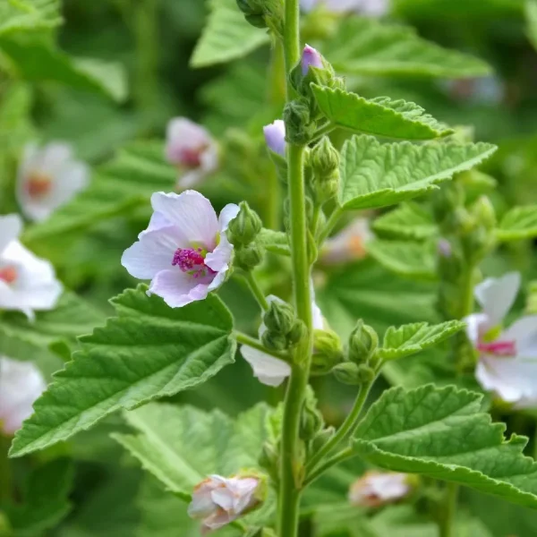 Flowering plant with small white and pink flowers and green leaves